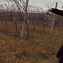 Дани виноградара у ораховачком крају у Метохији