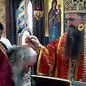 Благовијести у манастиру Косијерево