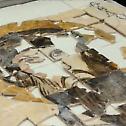 Археолози пронашли нове фрагменте бугарске најстарије иконе: керамичка икона из 10. века Св. Теодора Стратилата из Великог Преслава