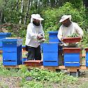 Обнова пчеларске традиције у манастиру Буково