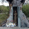 Greek villager builds chapel of St. Paisios inside oak tree