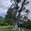 Greek villager builds chapel of St. Paisios inside oak tree